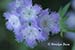 Blue Fringed Phacelia (Phacelia fimbriata)