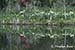 Spring flowers reflected in pond, Magnolia Plantation, Charleston, SC