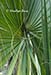 Palmetto leaf