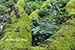 Wildflowers and moss covered logs, Great Smoky Mountains National Park, TN