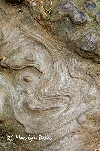 Burl