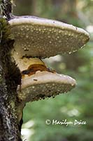 Fungus and dewdrops