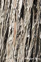 Bark abstract