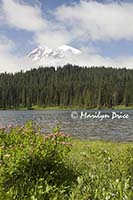 Mt. Rainier and Reflection Lake