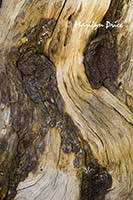 Tree stump close-up