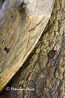 Tree stump close-up