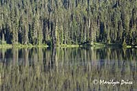 Trees along the shore of Reflection Lake