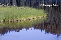 Grasses at Reflection Lake