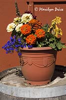 Potted plant on a barrel