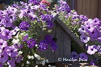 Birdhouse and flowers