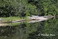 Submerged logs at Bench Lake