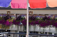 flower baskets, Pike Place Market