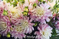 Dahlias