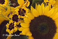 Sunflowers and garzania daisies