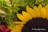 Sunflower and bells of Ireland