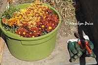 Plants waiting to be planted