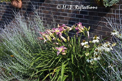 Driveway garden