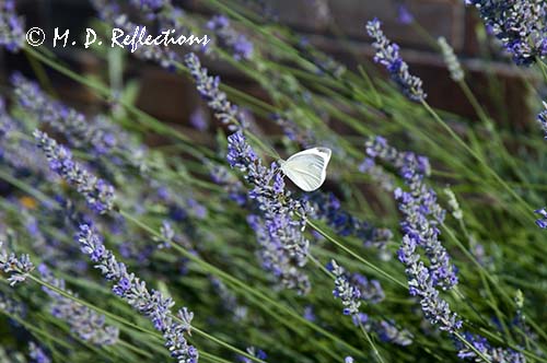 Bees and butterflies in the lavender