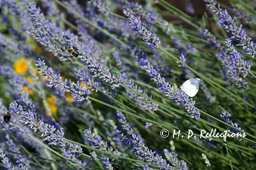 Bees and butterflies in the lavender