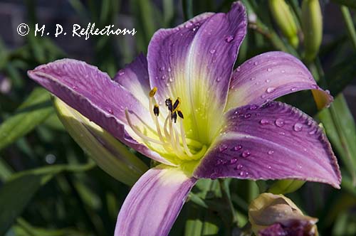 Purple day lily (Lavendar Deal)