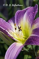 Purple day lily (Lavendar Deal)