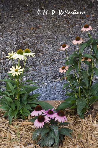 Three different colors of echinacea