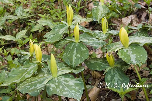 Yellow Trillium (Trillium luteum), Great Smoky Mountains National Park, TN