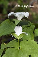 Large-flowered Trillium (Trillium grandiflorum), Great Smoky Mountains National Park, TN