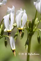 Shooting-Star (Dodecatheon meadia), Great Smoky Mountains National Park, TN