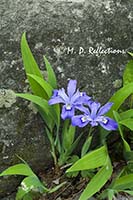 Crested Dwarf Iris (Iris cristata), Great Smoky Mountains National Park, TN