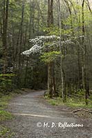 Porter's Creek Trail, Great Smoky Mountains National Park, TN