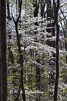 Dogwood blossoms through the trees