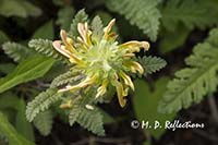 Lousewort (Pedicularis canadensis), also know as Wood-Betony