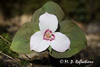 Painted Trillium (Trillium undulatum)