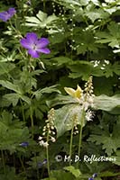 Foamflower (Tiarella cordifolia), wild geraniums (Geranium maculatum), and Yellow Trillium (Trillium luteum)