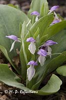 Showy Orchis (Galearis (Orchis) spectabilis)