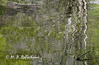 Reflections in the Middle Prong Little River, Great Smoky Mountains National Park, TN