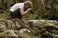 Deb shoots violets, Great Smoky Mountains National Park, TN