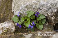 Violets growing among the rocks