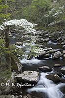 Middle Prong Little River in spring, Great Smoky Mountains National Park, TN