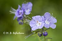 Purple Phacelia (Phacelia bipinnatifida)