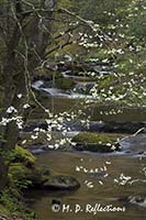 Dogwood and cascades on Laurel Creek, Great Smoky Mountains National Park, TN