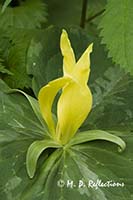 Yellow trillium (Trillium luteum)