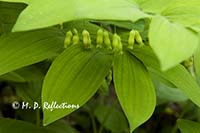 Solomon's seal (Polygonatum biflorum)