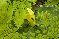 Maidenhair fern (Adiantum pedatum) and yellow trillium (Trillium luteum)