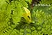 Maidenhair fern (Adiantum pedatum) and yellow trillium (Trillium luteum)