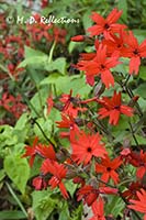 Fire Pinks (Silene virginica)