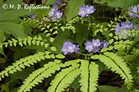 Maidenhair fern (Adiantum pedatum) and purple phacelia (Phacelia bipinnatifida)