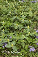 Yellow Trillium (Trillium luteum) and wild blue phlox (Phlox divaricata)