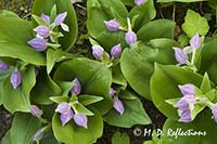 Showy orchis (Galearis (Orchis) spectabilis)